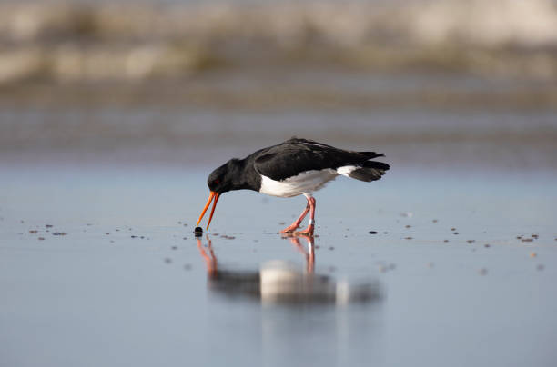 istock Eurasian oystercatcher 1442936219