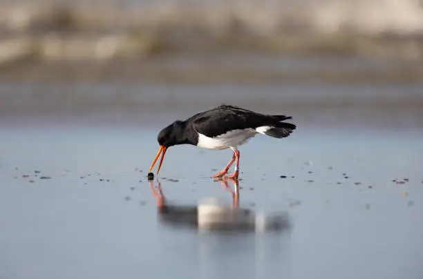 Eurasian oystercatcher searching for food at the coast