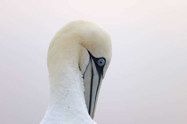 Northern gannet during sunset at Helgoland