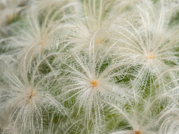 Focus close-up shot on blooming cactus (Mammillaria ). It is touched by moring sunlight.