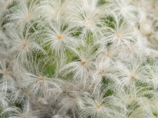 istock Focus close-up shot on blooming cactus (Mammillaria ). It is touched by moring sunlight. 1442936359