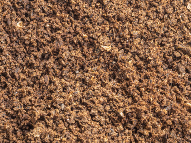 istock Ground coffee powder isolated on white background.Used coffee grounds after espresso machine and coffee beans on white  background.Caffeine addiction concept. Top  view. roasted coffee cut out. Close-up cracked ground coffee. 1442936412