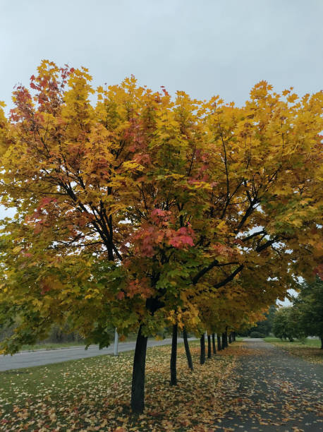 istock natural autumn landscape with fog, yellowed leaves 1442936607