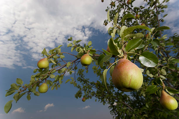 Few pear in garden stock photo