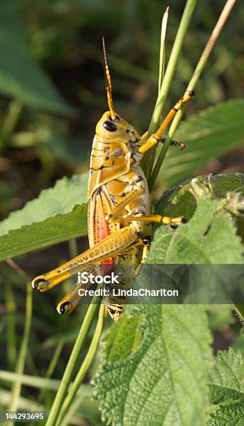 Grasshopperlubberside - Fotografie stock e altre immagini di Agricoltura - Agricoltura, Animale nocivo, Cavalletta - Ortottero