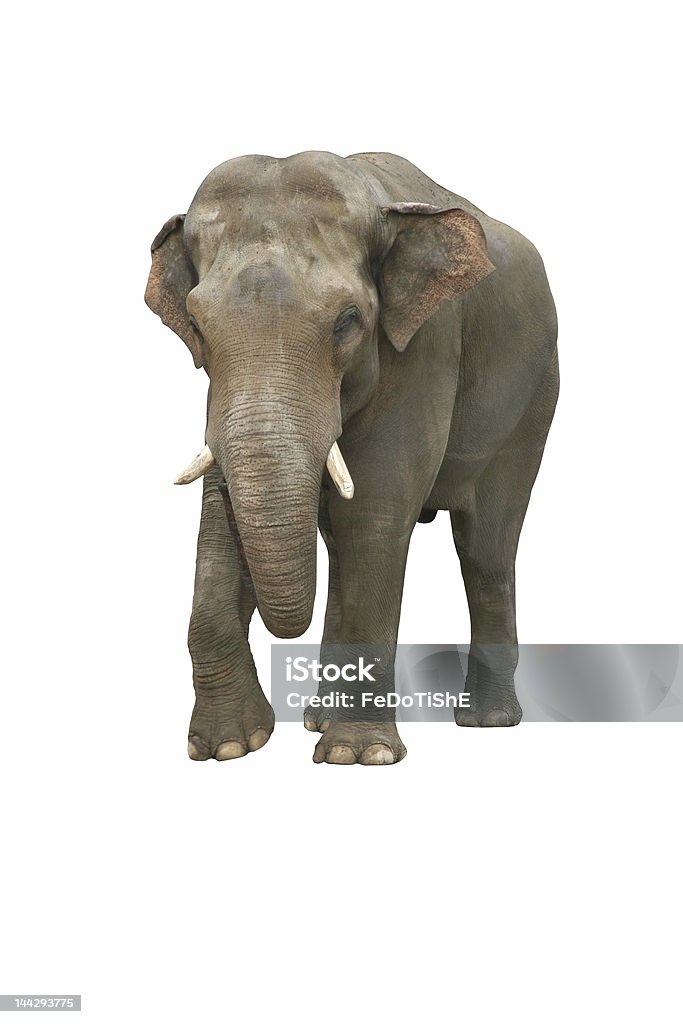 Indian elephant Sad Indian elephant on a white background Elephant Stock Photo