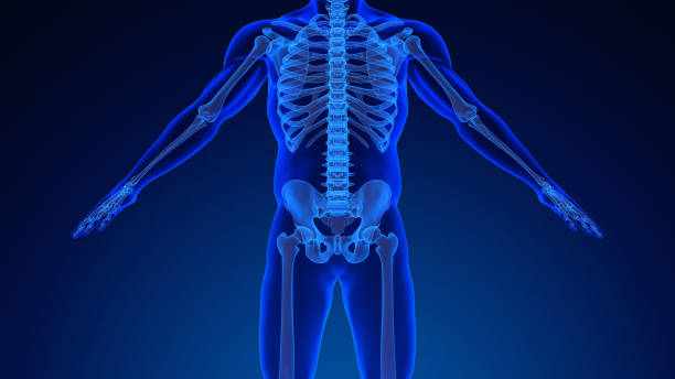 istock Human skeleton anatomy medical background 1442938853