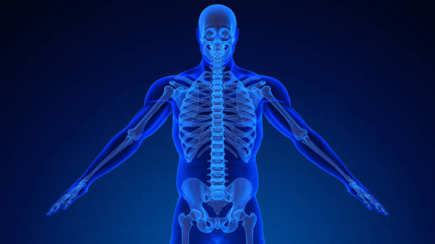 istock Human skeleton anatomy medical background 1442938869