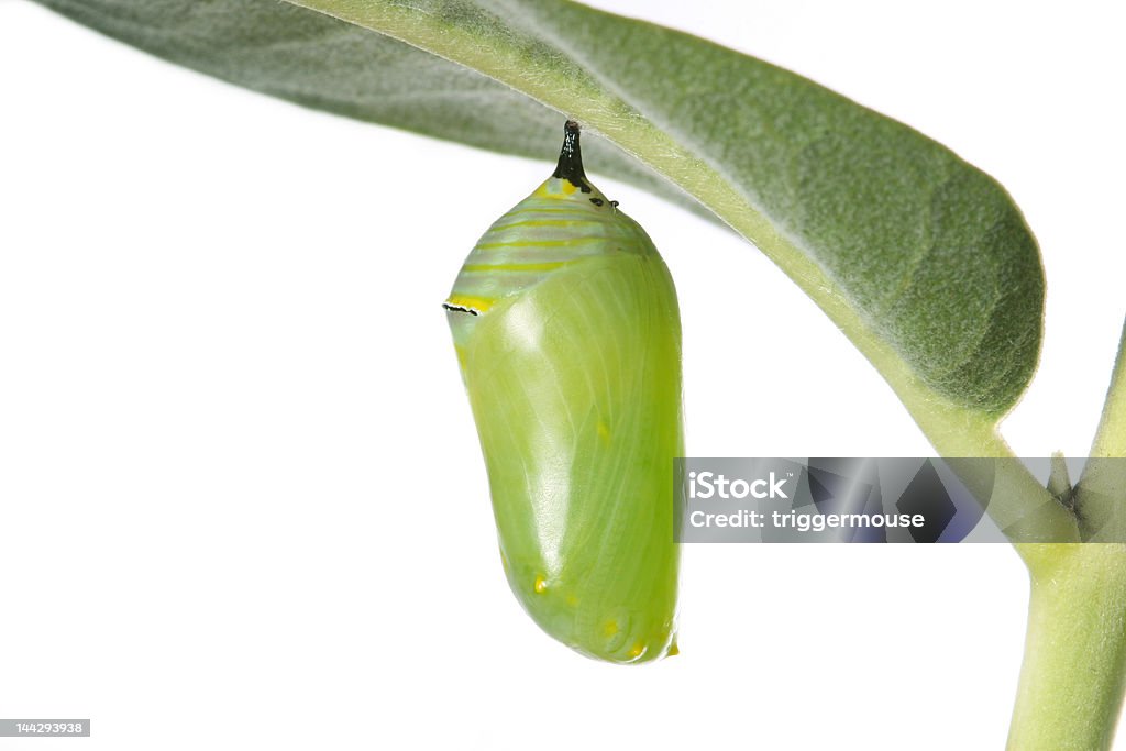 Monarch Caterpillar Cocoon on white background Cocoon - Animal Stage Stock Photo