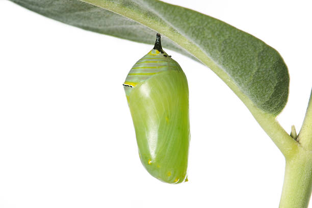 Monarch Caterpillar Cocoon on white background Monarch Caterpillar Cocoon on white background pupa stock pictures, royalty-free photos & images