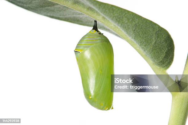 Monarch Caterpillar Cocoon On White Background Stock Photo - Download Image Now - Cocoon - Animal Stage, Monarch Butterfly, Change