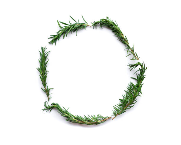 istock fresh rosemary for cooking isolated on white background 1442939397