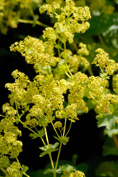 Lady's mantle blooming Herb lady's mantle blossoming in garden mickey mantle stock pictures, royalty-free photos & images