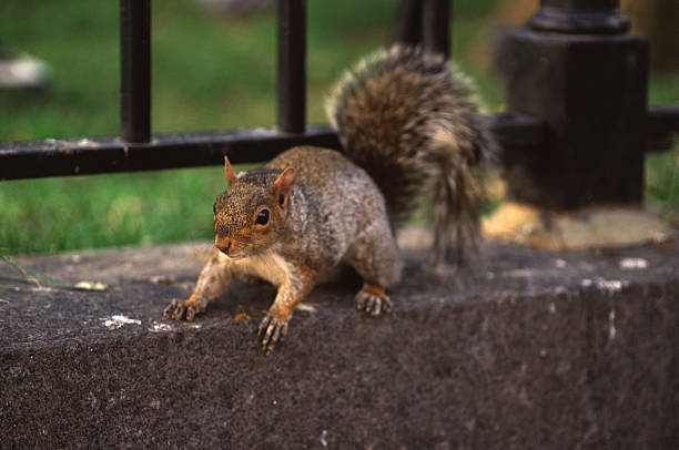 City Squirrel stock photo