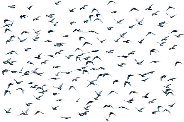 istock Flock of birds, isolated 144294068