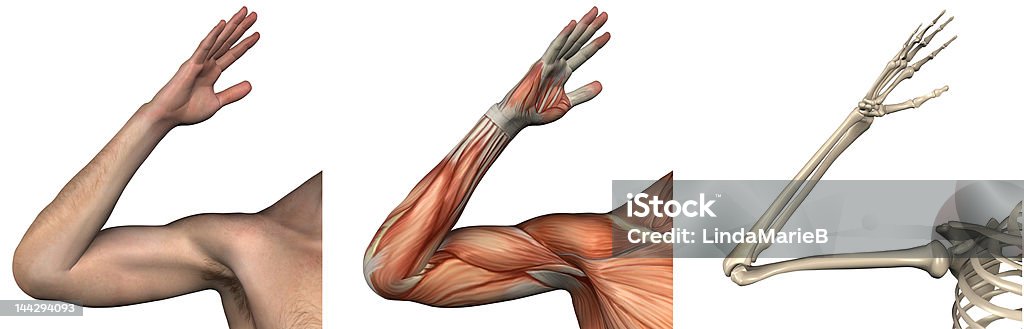 Superposiciones anatómica-brazo derecho - Foto de stock de Anatomía libre de derechos