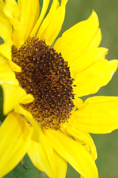 Flower of the sun stock photo