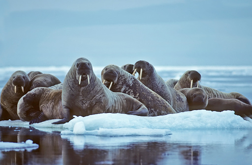 Herd of walrus on an ice floe in the Canadian Arctic.