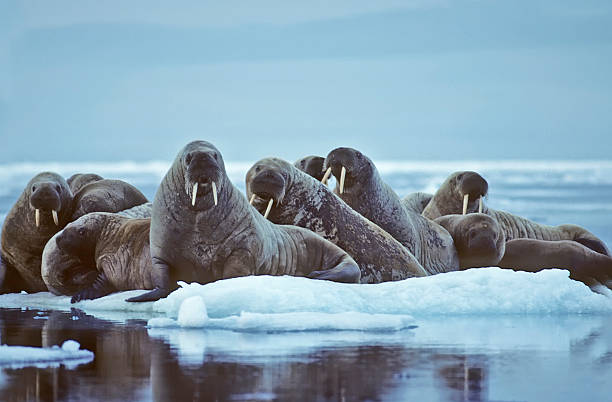 Walrus on ice floe Herd of walrus on an ice floe in the Canadian Arctic. walrus photos stock pictures, royalty-free photos & images