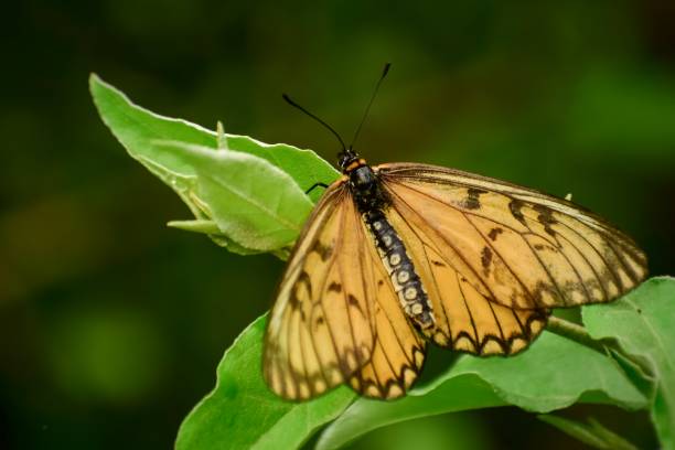 istock Yellow butterfly perching on a leaf in the summer season, Closeup butterfly on leaf 1442941396