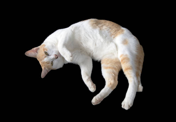 istock Pets cat on black background with clipping path. 1442941477