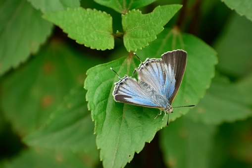 Pratapa deva, (female) the white royal, is a lycaenid or blue butterfly. Butterfly perching in nature