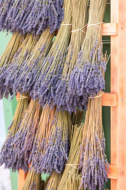 bunches of dried lavender