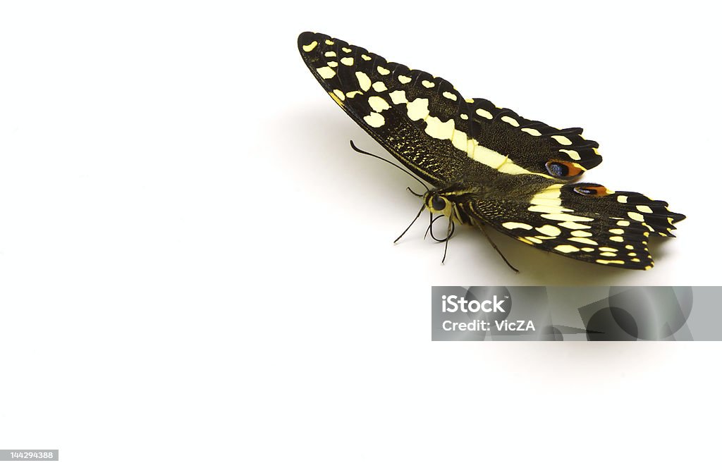 Citrus Butterfly, TCR - Zbiór zdjęć royalty-free (Bez ludzi)