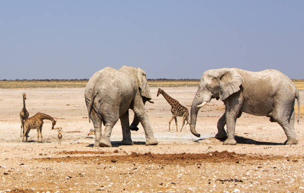 istock African Elephants and Giraffe on the African Savannah 1442944414