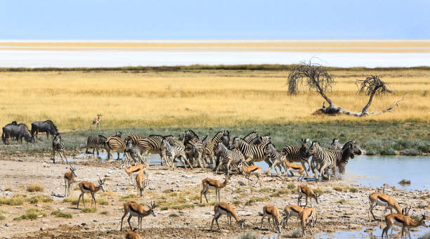 istock Salvadora waterhole with lots gf animals 1442944422