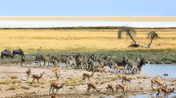 Large group of animals standing near a very pretty waterhole scene with the vast open flat Etosha Pan in the distance.  There are Zebra, Wildebeest and Springbok all standing close to each other