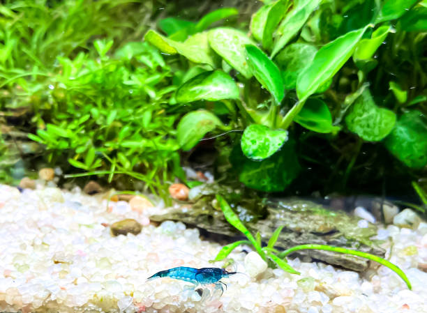 istock Blue Shrimp (Neocaridina sp.) in aquarium with Anubias plants. 1442944836