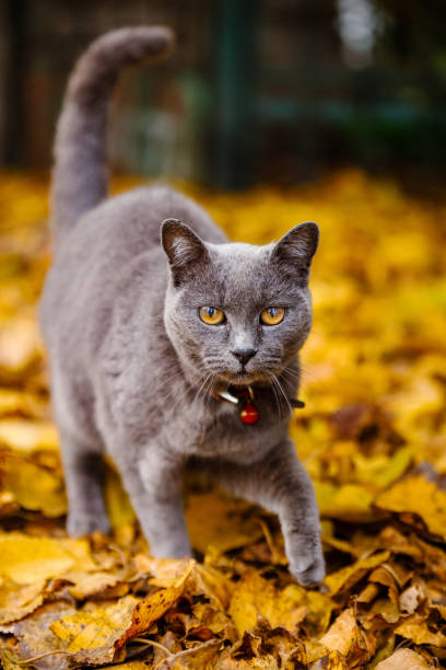 istock A beautiful gray cat on yellow leaves 1442944869
