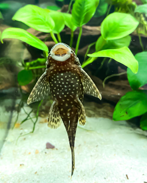 Fish Ancistrus on the glass of aquarium. Fish Ancistrus on the glass of aquarium - Catfish in a home freshwater aquarium with a green Anubias plants and sand. pleco stock pictures, royalty-free photos & images