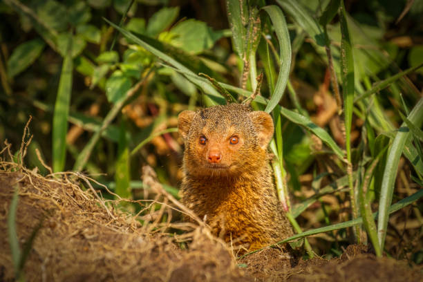 istock Common dwarf mongoose (Helogale parvula), Lake Mburo National Park, Uganda. 1442946930
