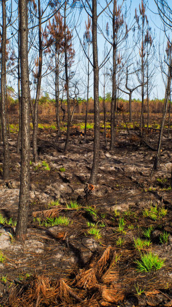istock Pine forest burned in Landiras 1442947139