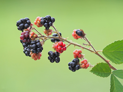Dewberry branch with ripe berry fruit in late summer, Rubus plicatus