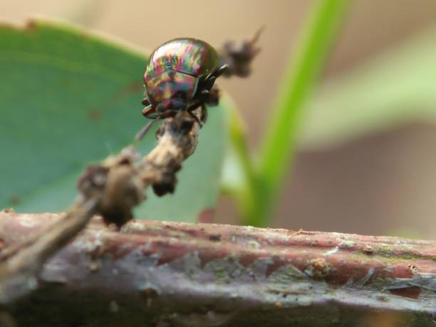 istock Close-Up Of Chrysolina cerealis, Rainbow bug On Branch 1442947279