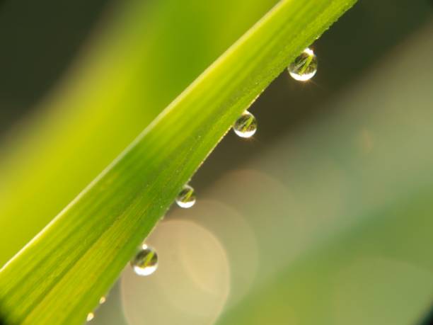 istock Macro Shot Of Water Drops On Leaf 1442947324