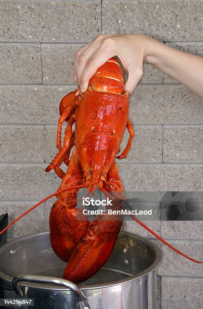 Lagosta Do Pote - Fotografias de stock e mais imagens de Lagosta - Marisco - Lagosta - Marisco, Mão Humana, Animal