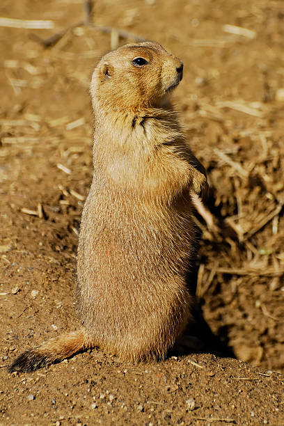 Prairie Dog stock photo