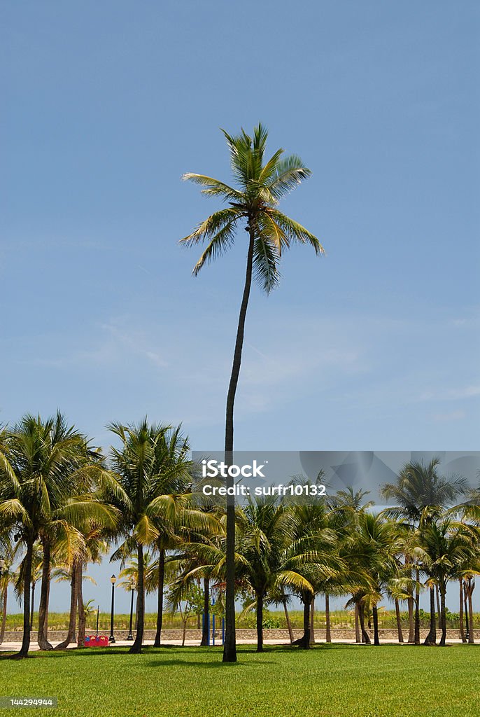 Sohle Palm Tree - Lizenzfrei Baum Stock-Foto