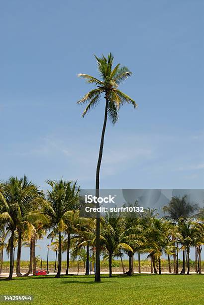 Sohle Palm Tree Stockfoto und mehr Bilder von Baum - Baum, Bildhintergrund, Blatt - Pflanzenbestandteile