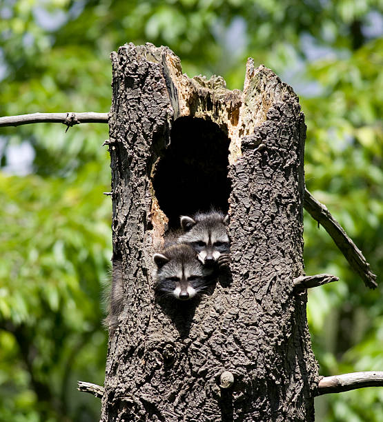 istock Baby Raccoons (Kits) Peeking Out 144294967