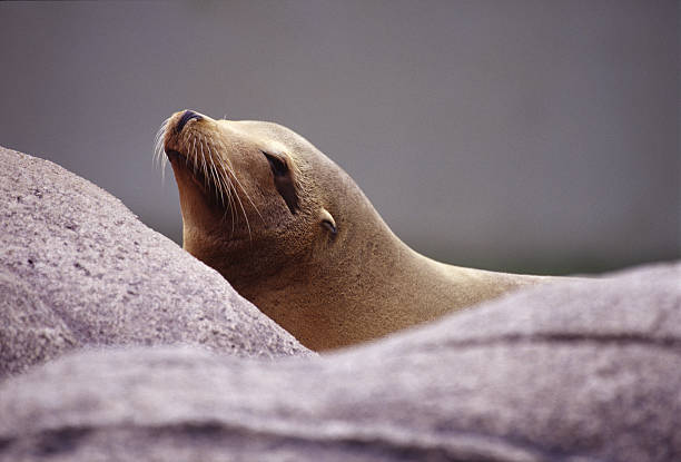 Seal stock photo