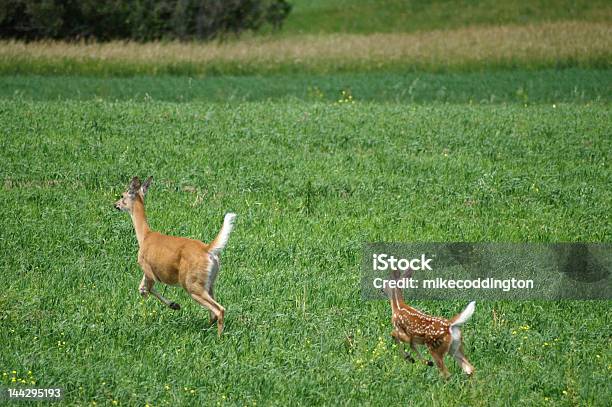 Fulvo Cervo E In Esecuzione In Un Campo Verde - Fotografie stock e altre immagini di Accudire - Accudire, Allerta, Ambientazione esterna