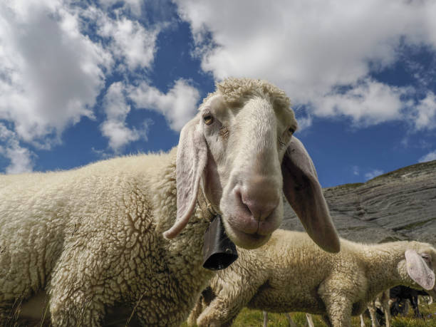 istock sheep portrait on dolomites mountains background panorama 1442951954