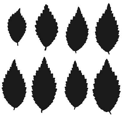 A group of black Dwarf Elm leaves on the white background. The unique shape of each leaf. Real-life Elm leaf silhouettes for any design ideas.