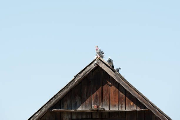 pigeons on the roof