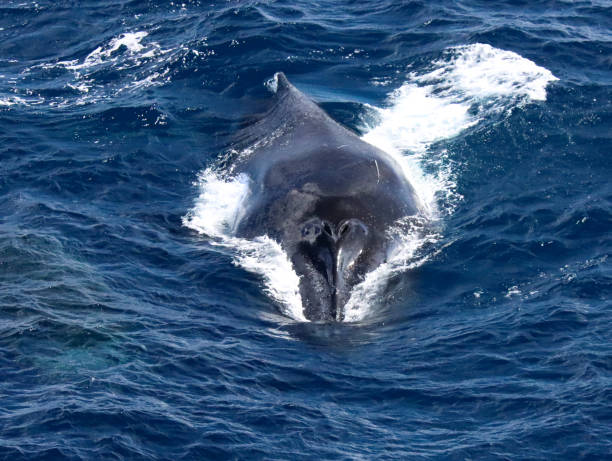 istock Humpback whale close up 1442954058